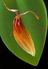 Restrepia striata.