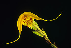Scaphosepalum decorum.