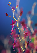 Lepanthopsis astrophora 'Stalky'.