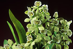 ENCYCLIA radiata 'JEFF'S SELECT' AM/AOS. DIVISION.