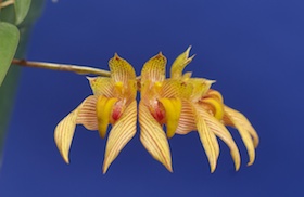 Bulbophyllum bicolor.