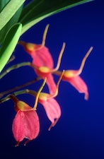 Masdevallia floribunda `Maj' x self (Pink).
