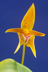 Bulbophyllum smitinandii.