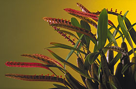 Megaclinium falcatum 'Jungle Gem' AM/AOS