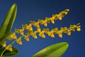 Stelis argentata.