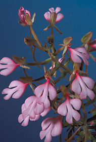 Habenaria rhodocheila.