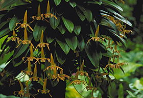 Bulbophyllum lobbii 'Kathy's Gold' AM/AOS.
