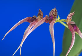 Bulbophyllum guttulatum x ornatissimum.