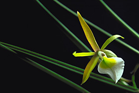 Brassavola cebolleta.