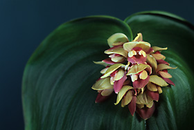 PLEUROTHALLIS marthae x sib.