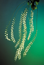 Aerangis citrata x sib.