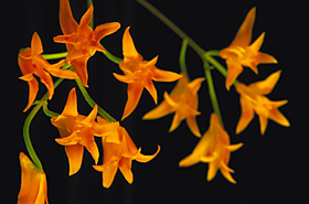 STENOCORYNE aurea-fulva.