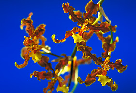 ONCIDIUM anthrocrene.