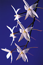 AERANGIS biloba.