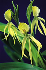 ENCYCLIA cochleata var. alba.