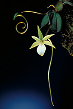 AERANGIS punctata.