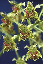 Dendrobium polysema.