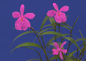 Sobralia callosa.