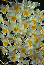 Dendrobium palpebrae `#1' x sib.