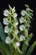 Angraecum superbum.