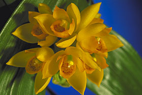 SIEVEKINGIA rhonhofiae.