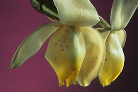 Stanhopea tricornis.