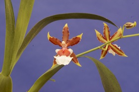 Colmanara Jungle Monarch x Onc. reichenheimii.