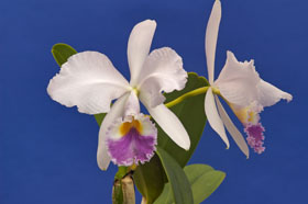 Cattleya warneri v. coerulea x self.