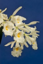 Trichopilia hennisiana.