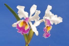 Cattleya Hardyana (C. warscewiczii `FMB' x C. dowiana)