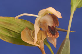 Coelogyne xyrekes.