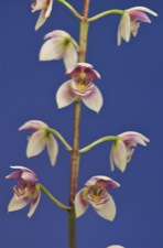Koellensteinia ionoptera.