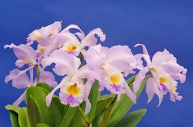 Cattleya gaskelliana `Sr. Npod' x self.