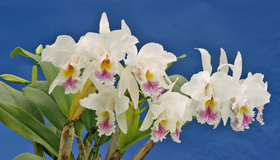 Cattleya gaskelliana semi-alba x self.