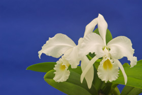 Cattleya gaskelliana alba 'Quebrada' x self.