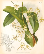 Oncidium phymatochillum.