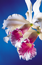 Laelia purpurata var. carnea `S.A. seedling 91006' x sib.