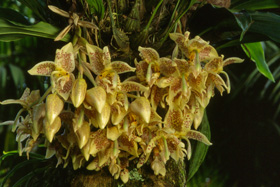 Stanhopea oculata 'Botanical Garden' x self.