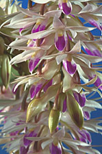 Dendrobium amethystoglossum.