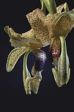 Stanhopea platyceras.