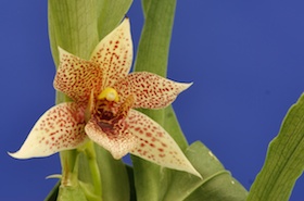 Promenaea riograndensis ‘Vera Cruz’ CBR/AOS x self.