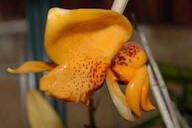 Stanhopea connata ‘Arnie’ x self.