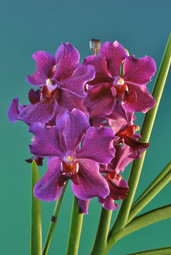 Vanda Noriko Sumida.  Mericlone.