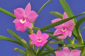 Dimerandra stenopetala.