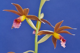 Phaius tankervilliae 'Cafe Au Lait' x self.