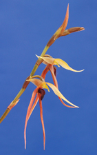 Bulbophyllum sulawesii #2.