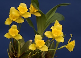 Lycaste macrobulbon 'P' x sib.