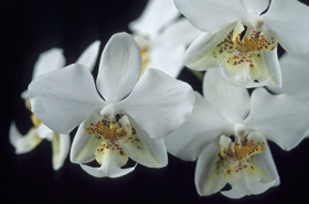 Phalaenopsis stuartiana.