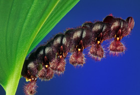 Pleurothallis tarantula.