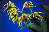 DENDROBIUM alexandrae.